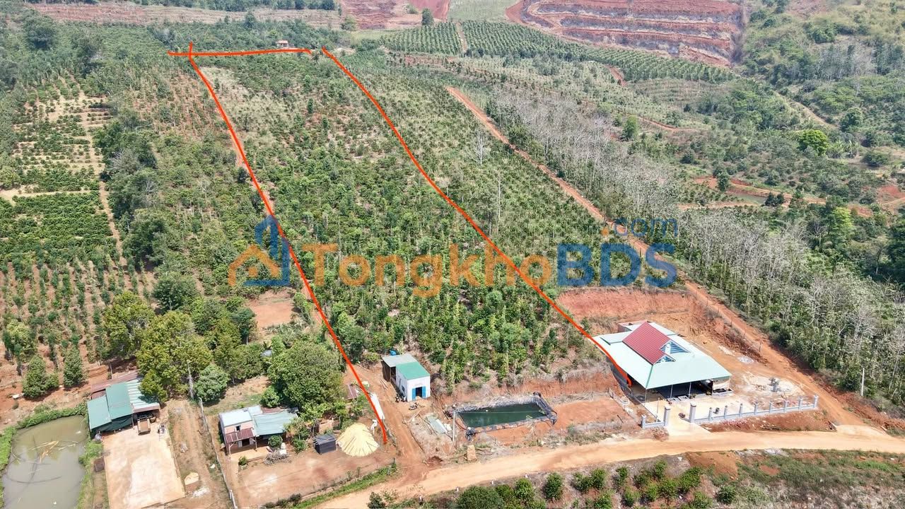 Farm Trường Xuân Đắk Song 18.500m² 3,4 tỷ - Sổ hồng