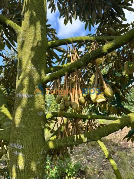 Đất vườn Xuân Phú Ea Kar 1,7ha 4 tỷ - Nghỉ dưỡng lý tưởng