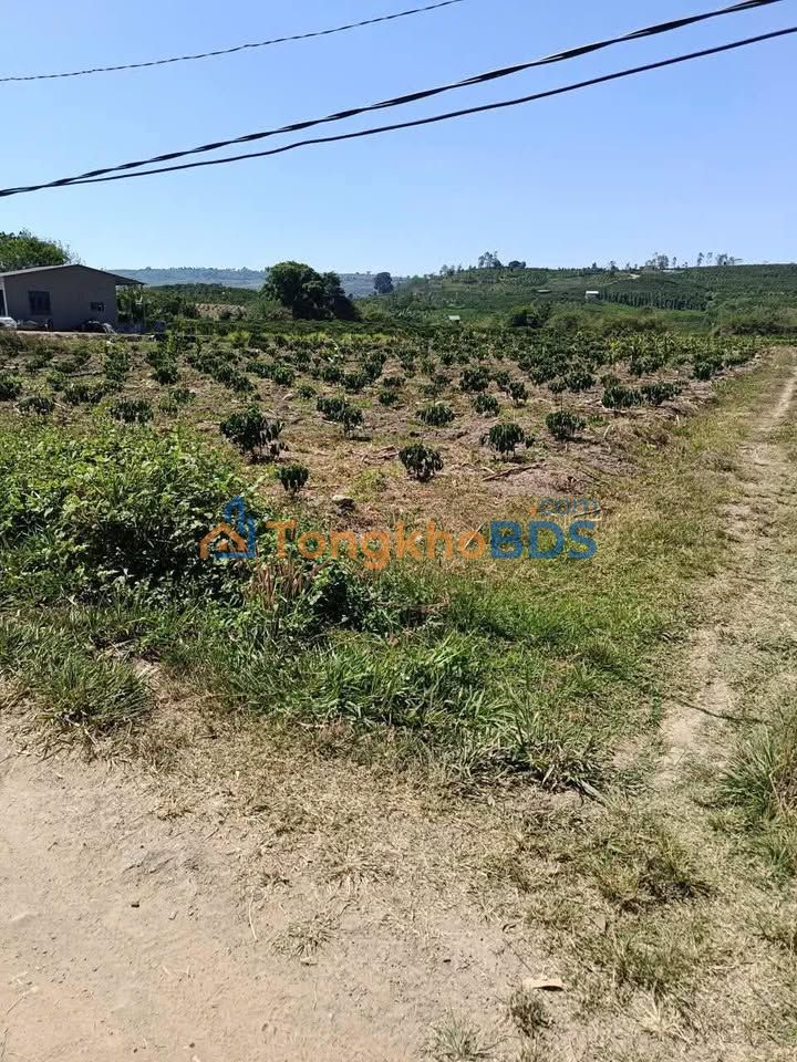 Đất nền Tân Lập Đan Phượng 4.900m² 1,15 tỷ - Sổ đỏ chính chủ