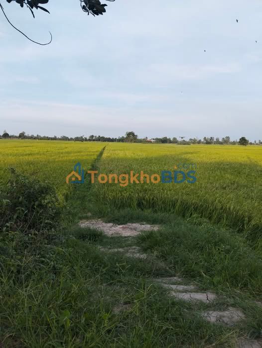 Đất nền Mỹ Tân Cao Lãnh 1.500m² 299 triệu - Giá tốt hiếm có