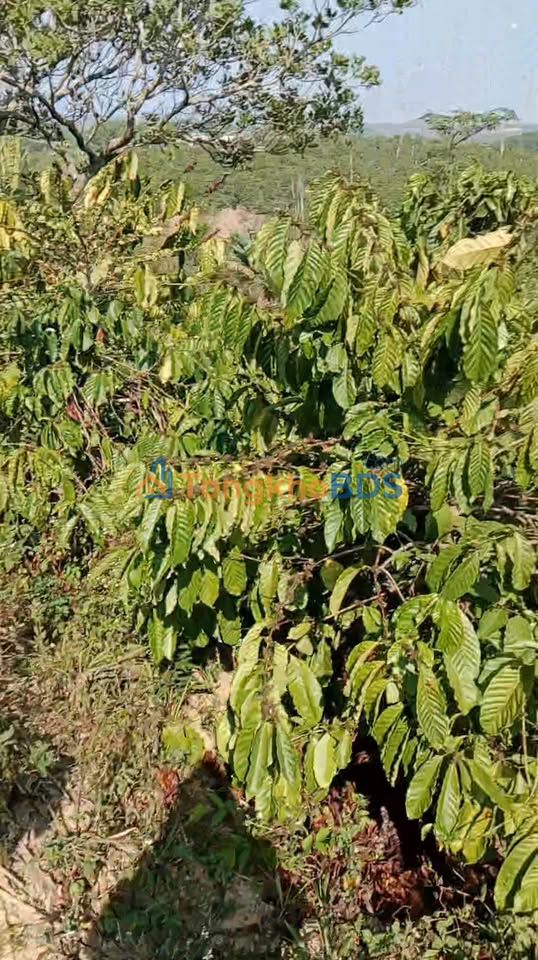 Đất nền Gia Nghĩa 1ha 2.24 tỷ - Hạ tầng hoàn thiện