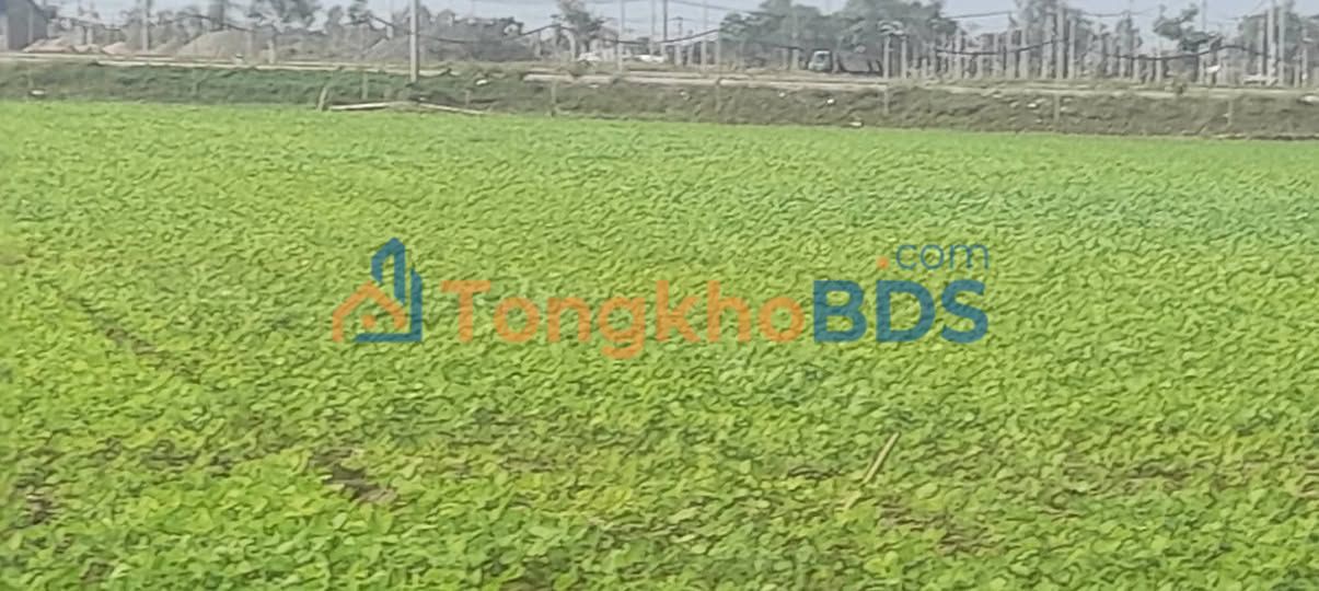 Đất nông nghiệp Thạnh Tiến Vĩnh Thạnh 1.000m² - Đường to ô tô