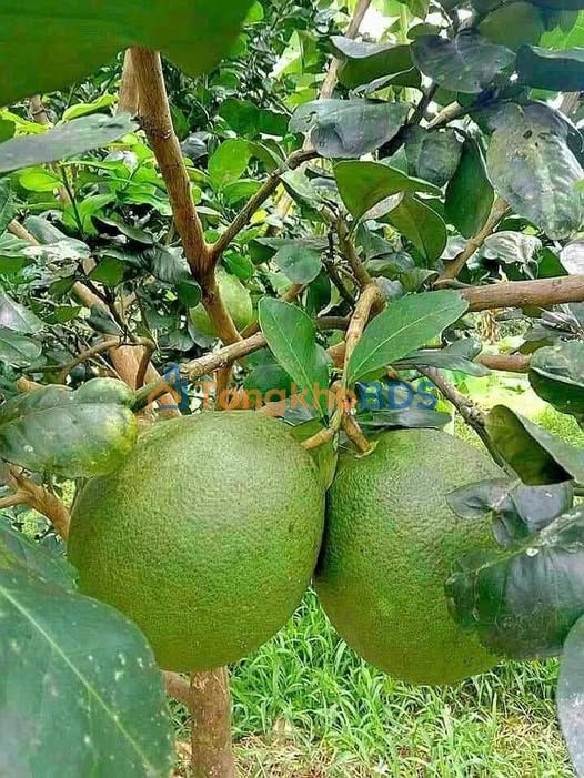 Đất vườn Sơn Phú Giồng Trôm 1.000m2 2,8 tỷ - Đường ô tô