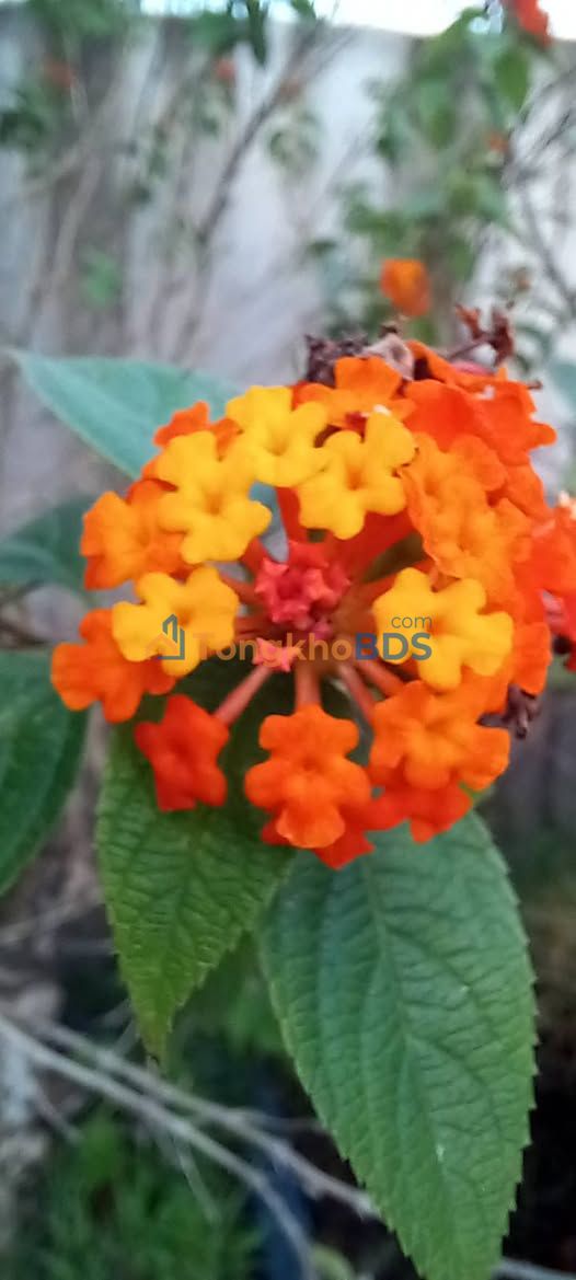 Đất nền Xã Đoàn Xá, Kiến Thuỵ, Hải Phòng 501m² 1.7 tỷ - Đường to ô tô