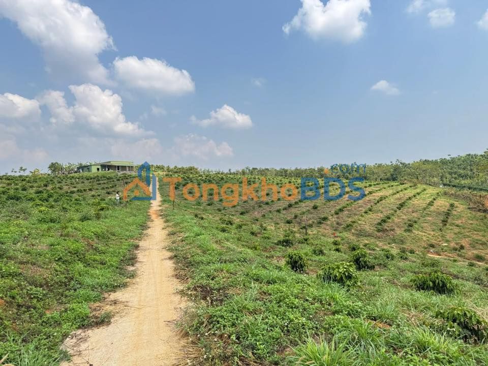 Đất nền Quảng Sơn Di Linh 10ha 12,5 tỷ - Tiềm năng tăng giá