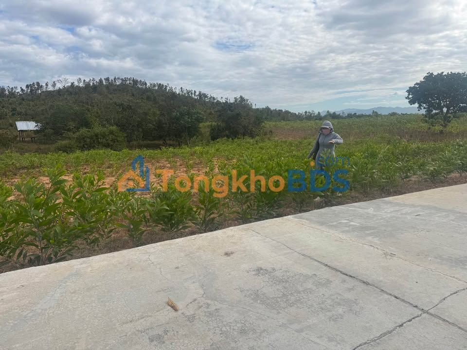 Đất nền Bác Ái Tây Khánh Hòa 9.797m² - Đường ô tô, tiềm năng tăng