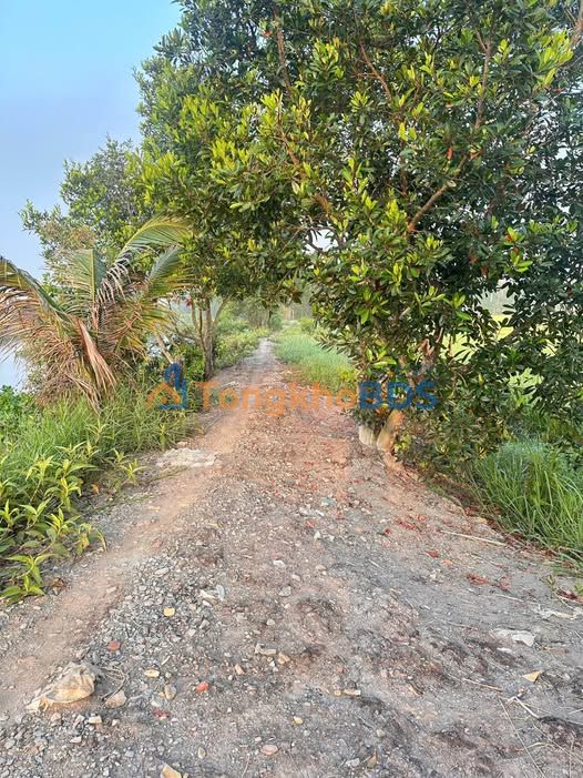 Đất lúa Trảng Bàng 7.855m² 2.3 tỷ - Đầu tư dài hạn