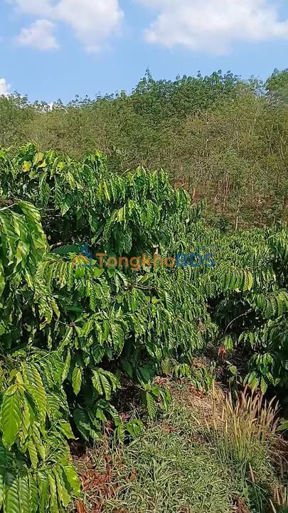 Rẫy cà phê Đắk La 2.160m² giá 1 tỷ - Sinh thái xanh