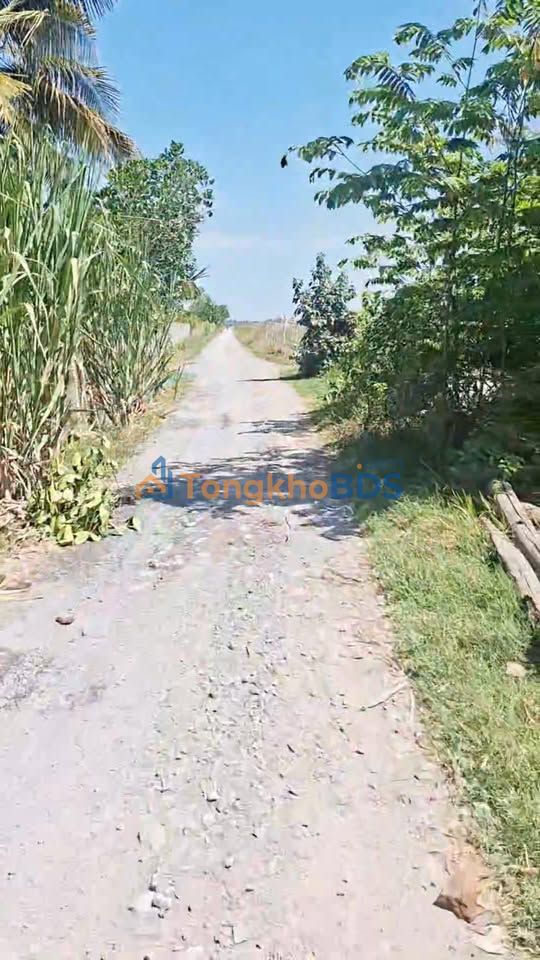 Đất Mỹ Đông Tháp Mười 4.300m² 1.5 tỷ - Tiềm năng tăng giá