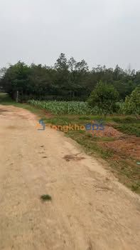 Đất trồng cây Tùng Thiện Sơn Tây 780m² 200-400 triệu - Sổ đỏ chính chủ