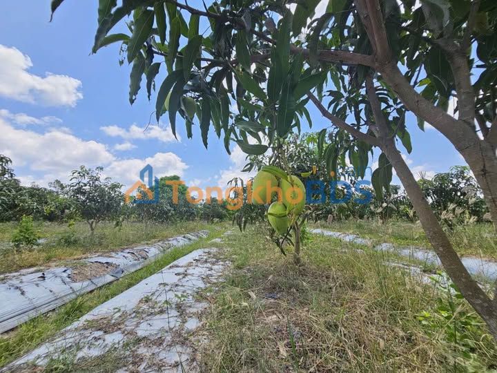 Đất nền Nguyễn Văn Lang Tân Thành 480m² 1.35 tỷ - Sổ đỏ chính chủ