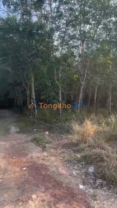 Đất nền Tân Hòa Tân Châu 550m² 31.35 tỷ - Sổ đỏ chính chủ