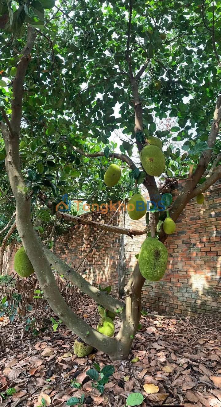 Đất nền Gia Kiệm 720m² giá 1.8 tỷ - Sổ đỏ chính chủ