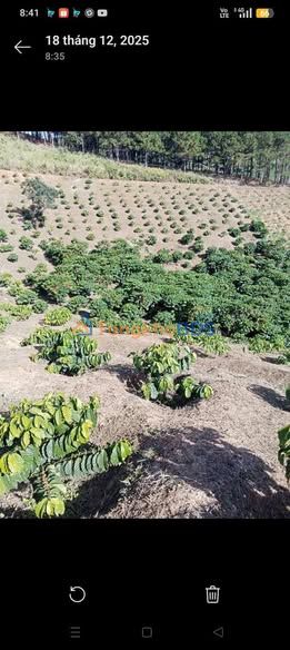 Đất vườn Phú Sơn Lâm Hà 6.450m² 300 triệu/xào - Sinh thái xanh