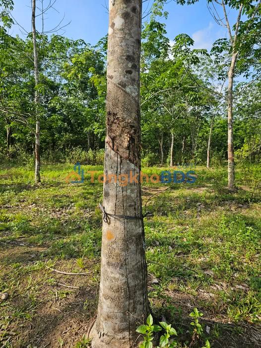 Đất Thôn 1 Thiện Hưng 15.000m² 1 tỷ - Tiềm năng tăng giá