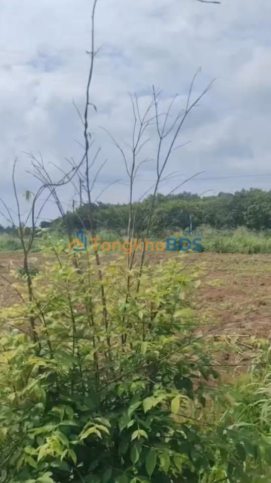 Đất nền Tân Hưng Bà Rịa 1,2ha 3 tỷ - Hạ tầng hoàn thiện