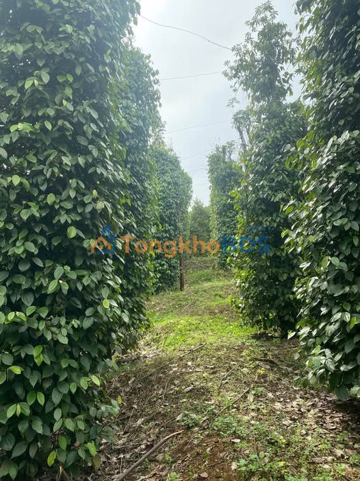 Farm Đắk Ha Gia Nghĩa 1,4ha 3 tỷ - Đầu tư dài hạn