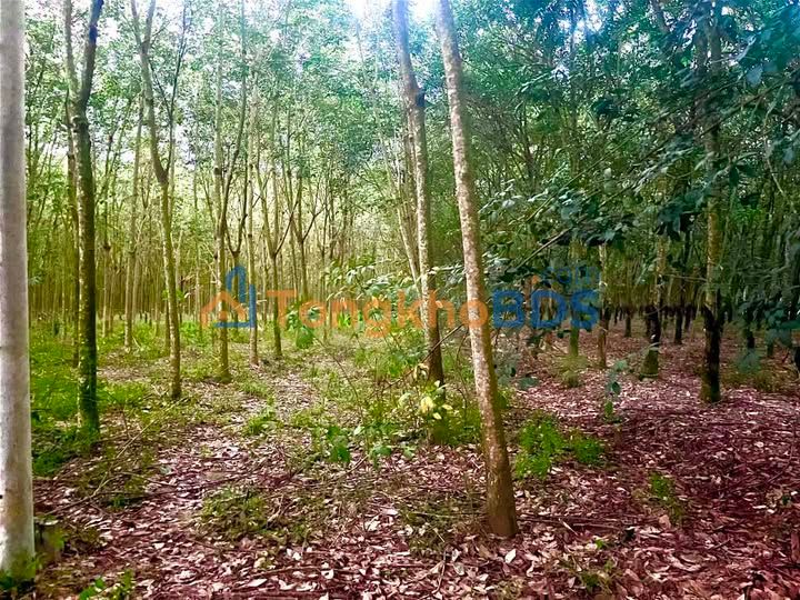 Đất nền Minh Thạnh 22 Bình Chánh 210m² 500tr - Giá F0 CĐT