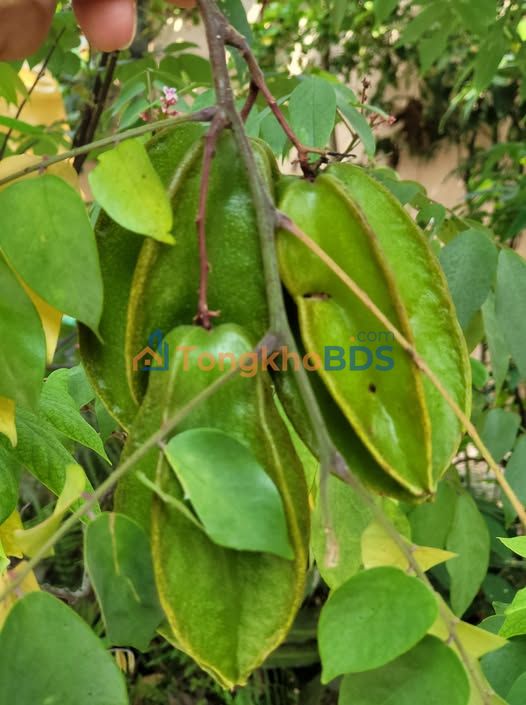 Mặt bằng TL9 Củ Chi 200m² 7 triệu - Kinh doanh