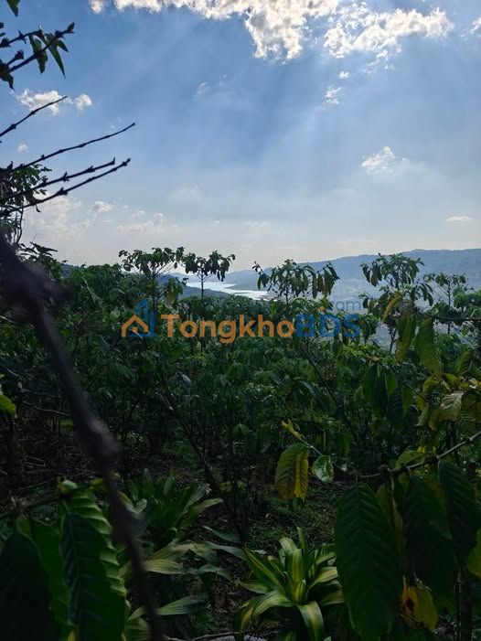 Đất vườn Phường 2 Bảo Lộc 2ha8 29,44 tỷ - Sinh thái xanh