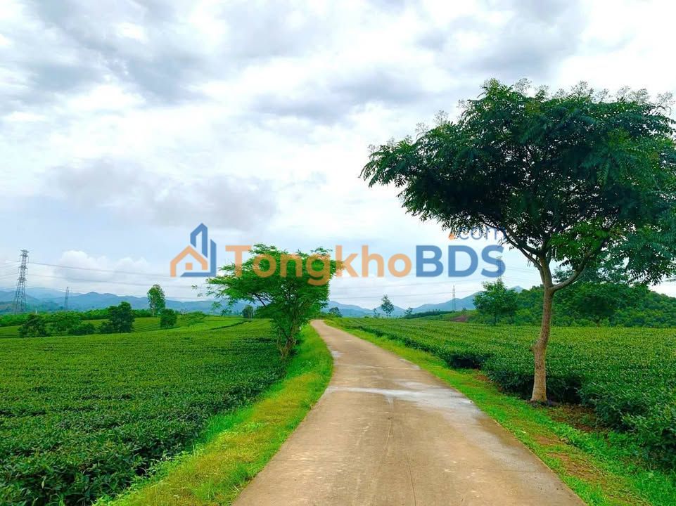 Đất nền Võ Miếu, Thanh Sơn 300m² 3xx triệu - Tiềm năng tăng giá