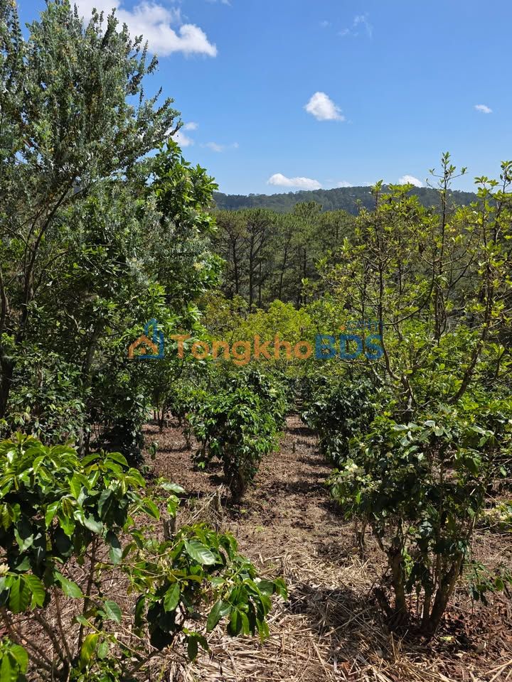 Đất nền Xuân Trường Đà Lạt 500m² 550 triệu - Sổ đỏ chính chủ