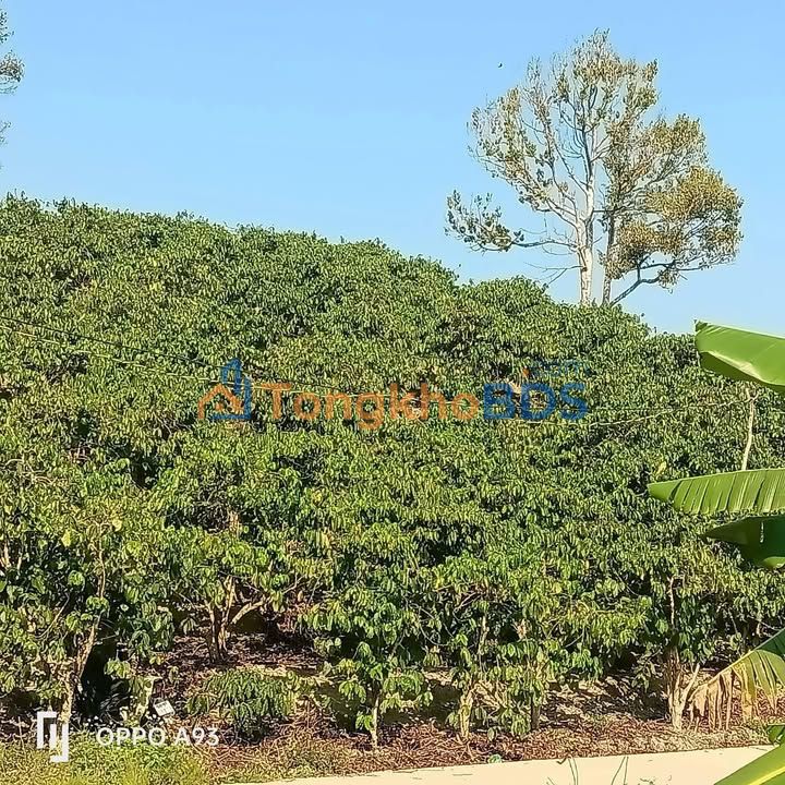 Đất Nam Hà Lâm Hà 1080m² 1.2 tỷ - Sổ đỏ chính chủ