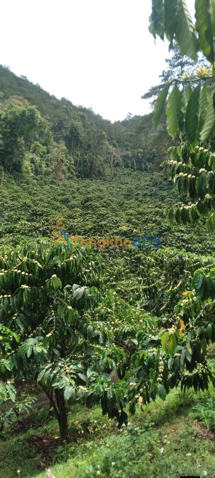 Đất vườn Hòa Bắc Đà Nẵng 1,1ha 3 tỷ - Đầu tư dài hạn