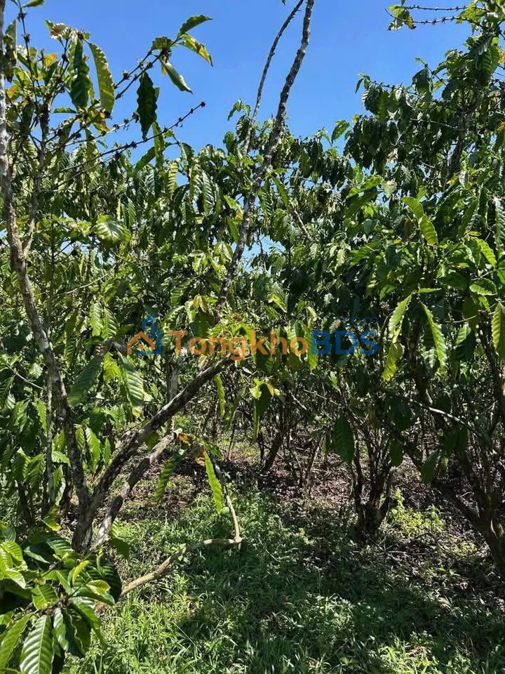 Đất nền Thôn 2 Lộc Bắc 2884m² 1.3 tỷ - Sổ đỏ chính chủ