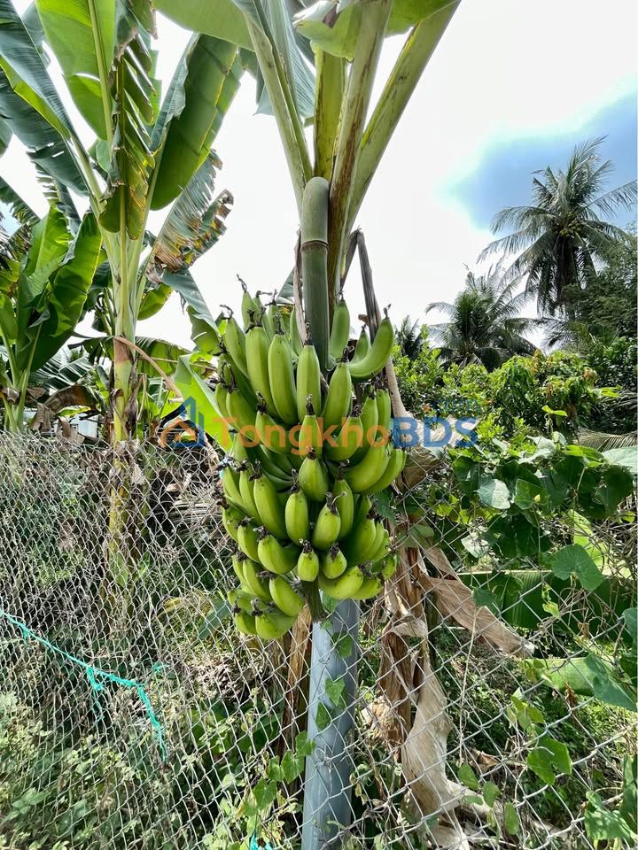 Đất mặt tiền Trần Thị Điểu Mỹ Tho 2 tỷ - Xây dựng tự do