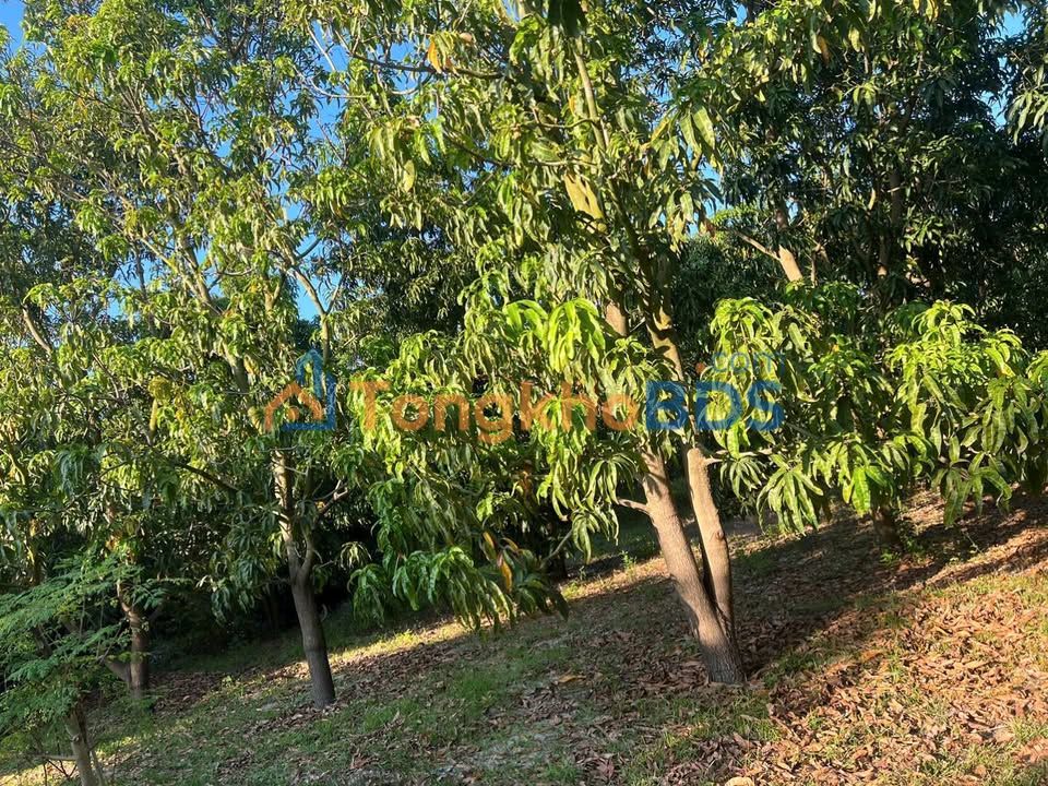 Đất vườn Cam Thành Bắc 4.213m² 5xx triệu/sào - Sổ hồng sẵn