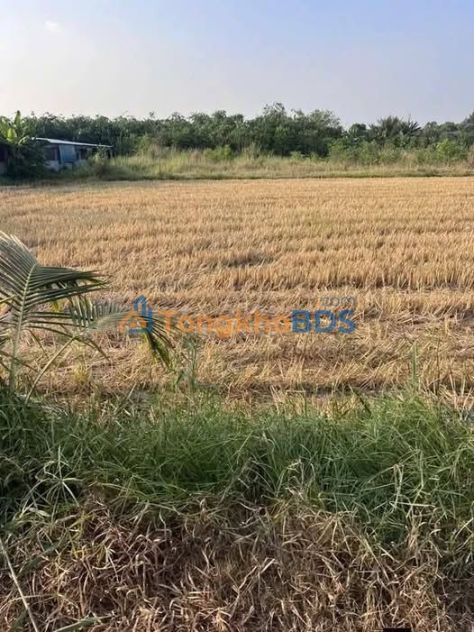 Đất thổ cư Hiệp Hòa Đức Hòa 510m² 1.7 tỷ - Sổ hồng riêng