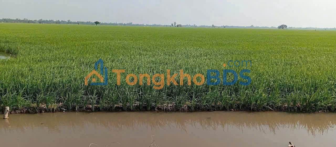 Đất nền Phú Long 2,6 công 390tr - Sổ đỏ chính chủ