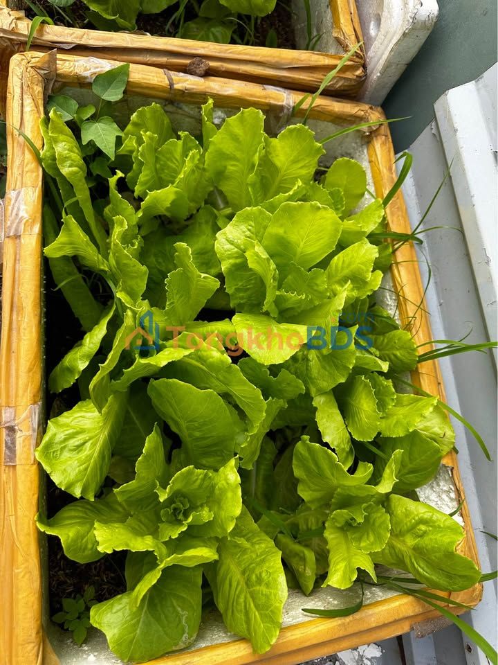 Nhà mặt tiền Thắng Nhất Vũng Tàu 120m2 - Vị trí đắc địa