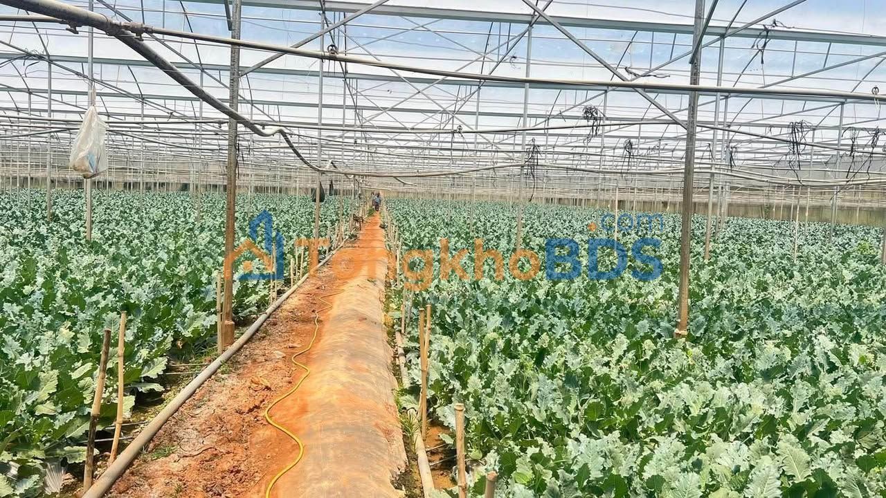 Đất vườn Lạc Xuân Đơn Dương 3.8 sào 2.1 tỷ - Sinh thái xanh