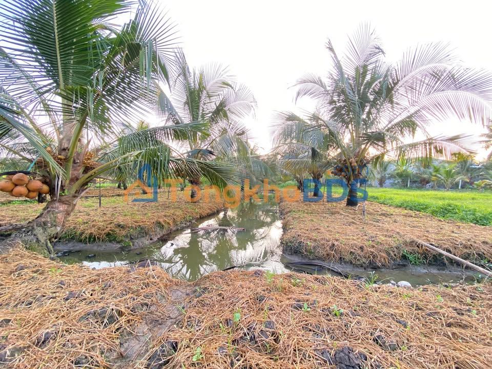 Đất vườn Thạnh Phú 800m² 1,05 tỷ - Tiềm năng tăng giá