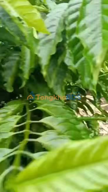 Trang trại cà phê Đoàn Kết 10.000m² 9,72 tỷ - Đường to ô tô