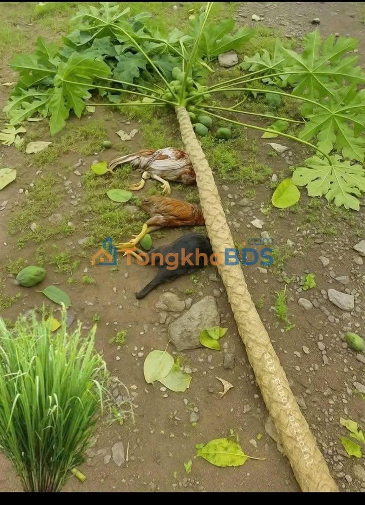 Đất Tân Hiệp Hóc Môn 60m² 1.39 tỷ - Sổ đỏ chính chủ