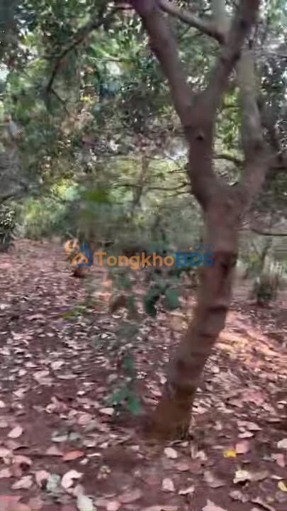 Đất nền Long Thủy 7.5ha 7.125 tỷ - Đường to ô tô dân cư