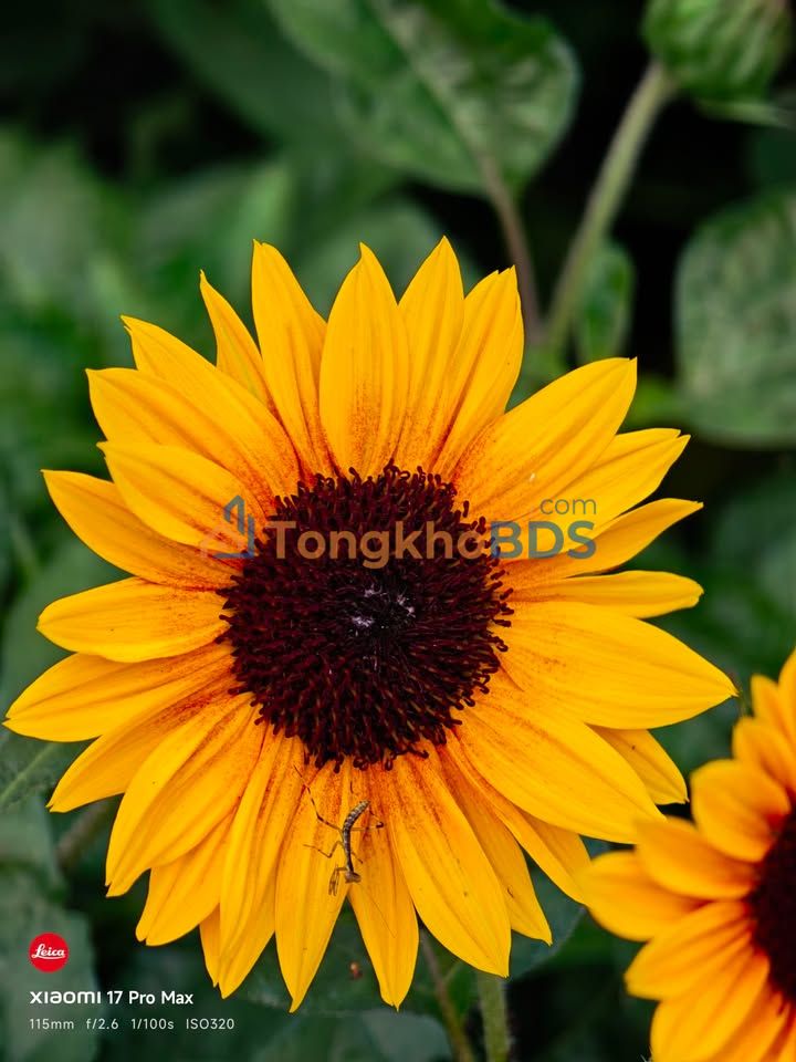 Đất nền Bản Áng Mộc Châu 162m² 2 tỷ - Sổ đỏ chính chủ