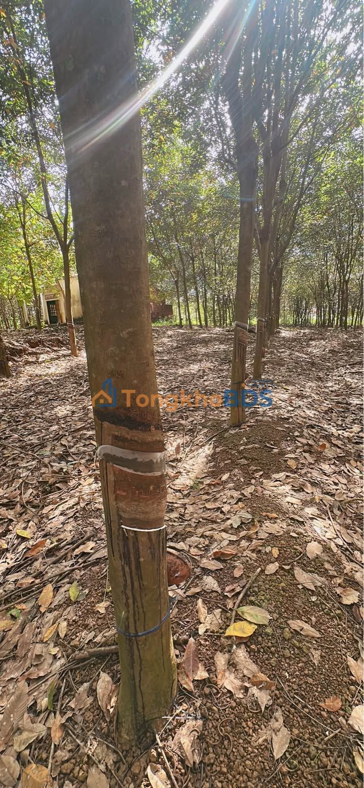 Đất nền Lộc Phú 1,9ha 4 tỷ - Đường to ô tô vào