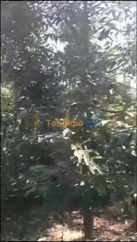 Farm Ea Tar 2880m² 2.84 tỷ - Sổ đỏ chính chủ