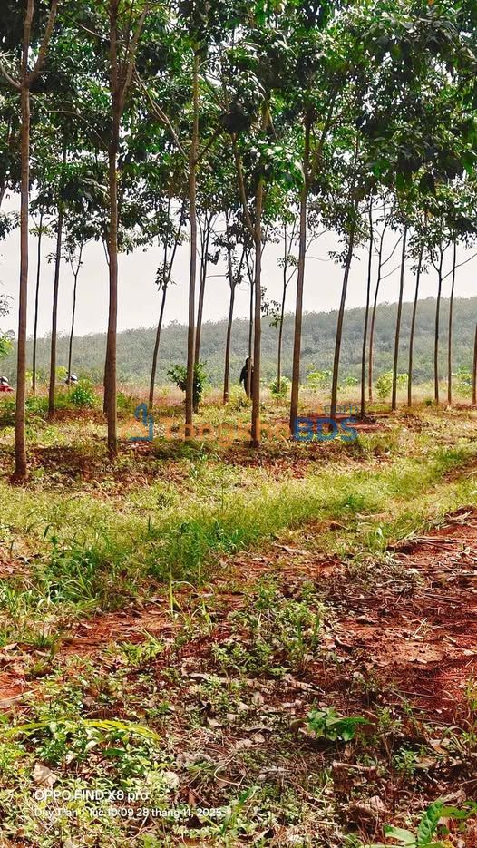 Đất vườn Thuận Phú Đồng Phú 1.8ha 3.7 tỷ - Đầu tư dài hạn