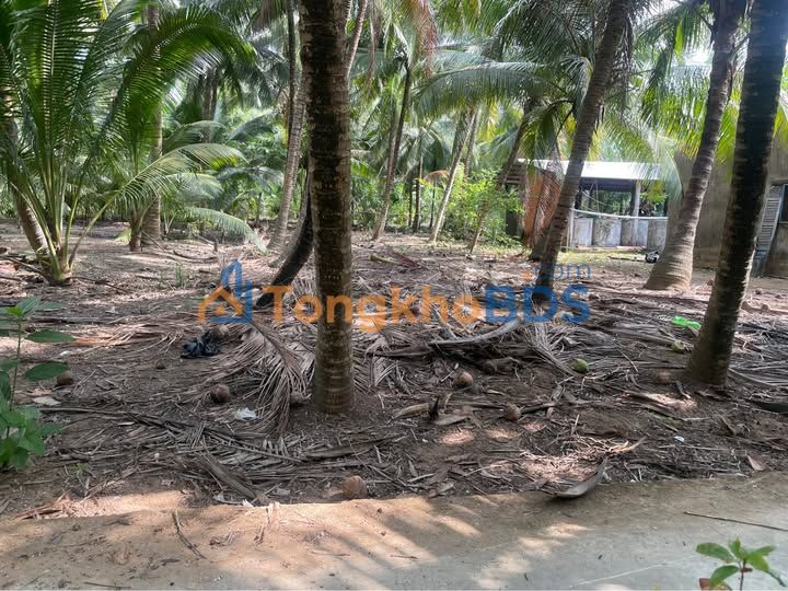 Đất vườn Tân Hào Giồng Trôm 502m² 370tr - Đường to ô tô