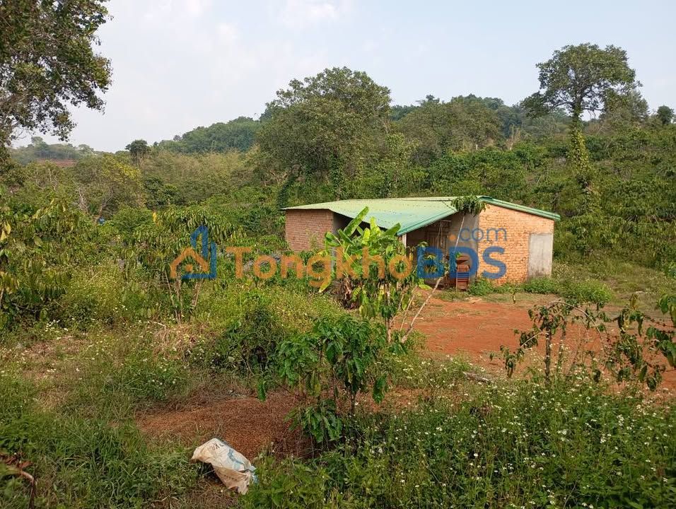 Đất vườn Quảng Tín 22.000m² giá 3,3 tỷ - Hạ tầng hoàn thiện