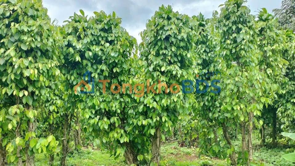 Đất nền Lộc Nga Bảo Lộc 2.412m² 3,1 tỷ Sổ đỏ chính chủ