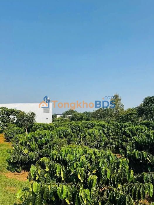 Đất nền Quận 9 Lạc Long Quân 300m² 1.5 tỷ - Sổ đỏ chính chủ