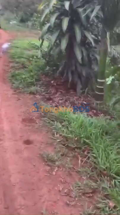 Farm Ia Băng Gia Lai 2,2ha/5 tỷ - Sổ đỏ chính chủ