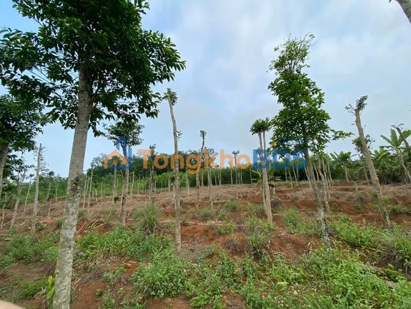 Đất vườn Gio An 20.000m² 2.9 tỷ - Sinh thái xanh đầu tư dài hạn