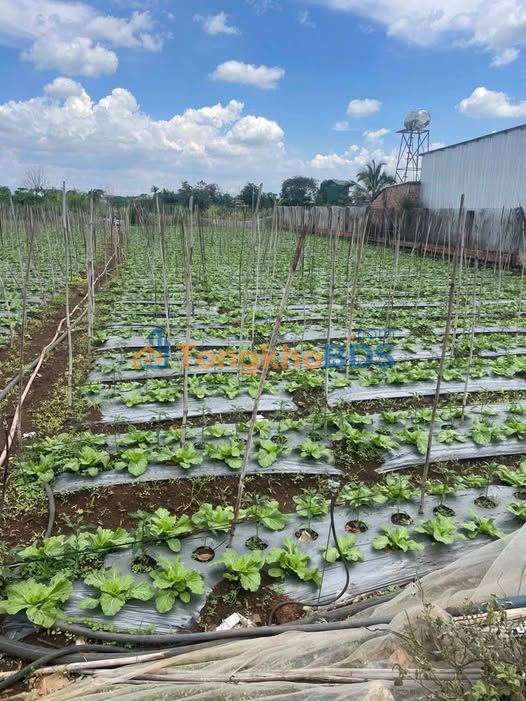 Đất nền Tân Hội Đà Lạt 750m² 1.4 tỷ - Sổ đỏ chính chủ